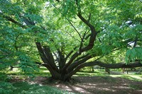 Fagus engleriana