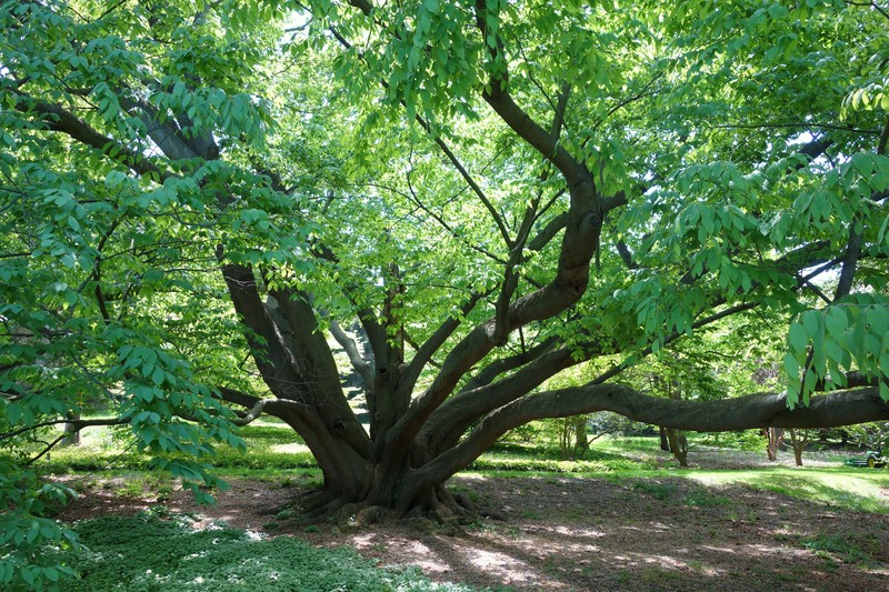 Fagus engleriana