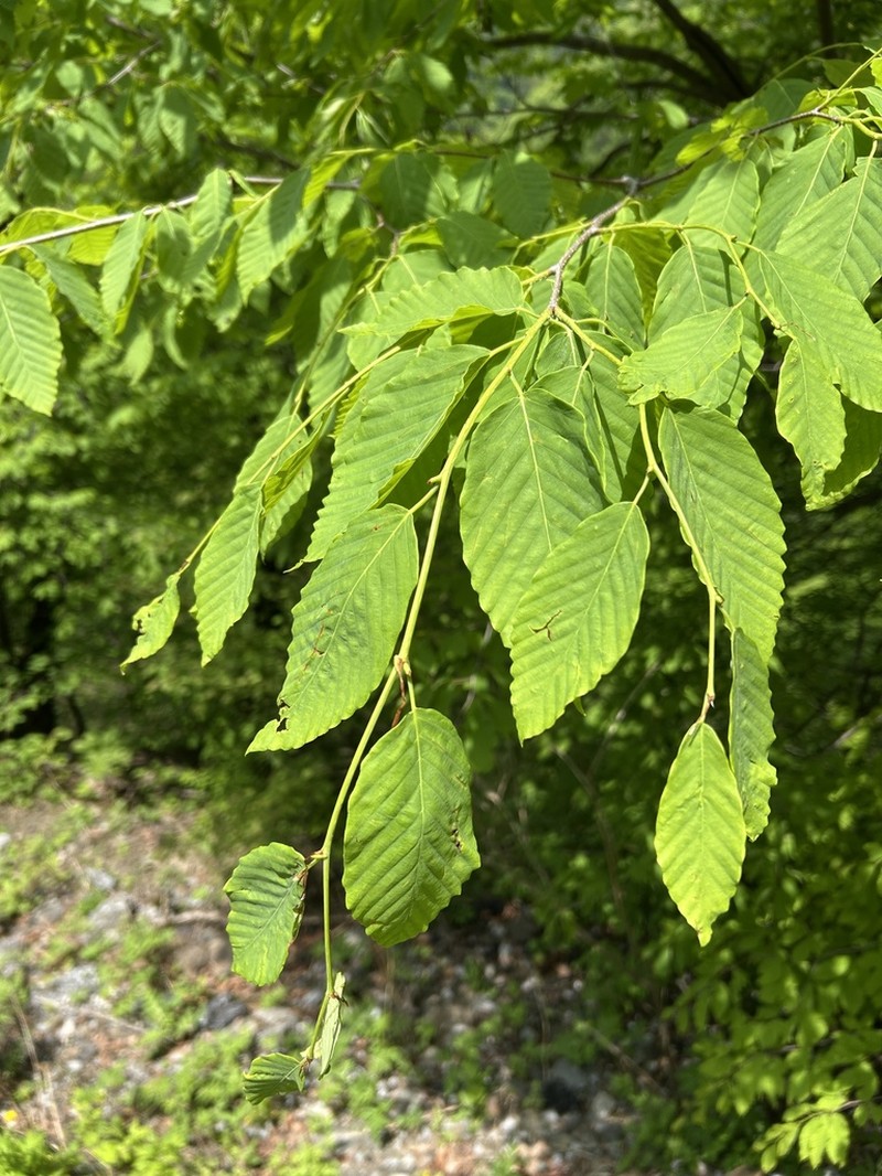 Fagus engleriana photo 2