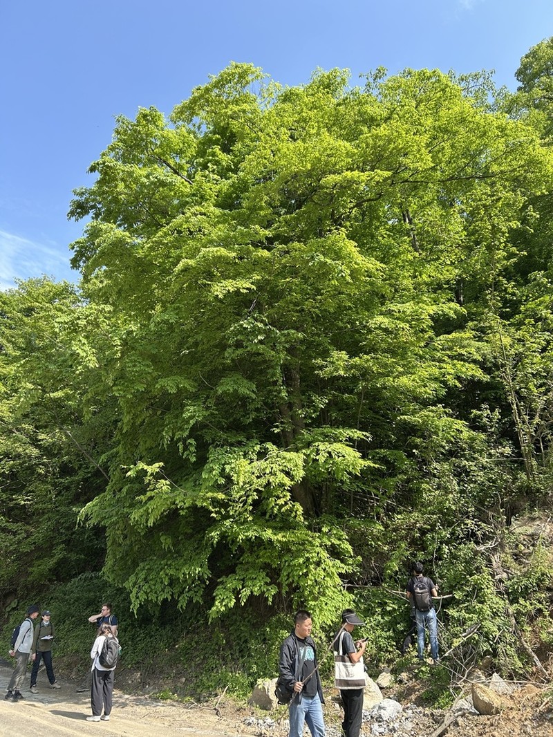 Fagus engleriana photo 3