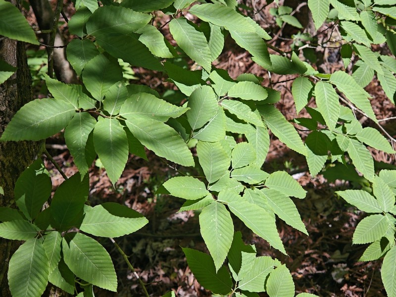 Fagus engleriana photo 4