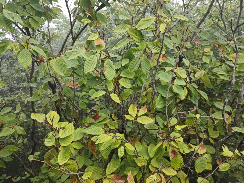 Fagus engleriana photo 5