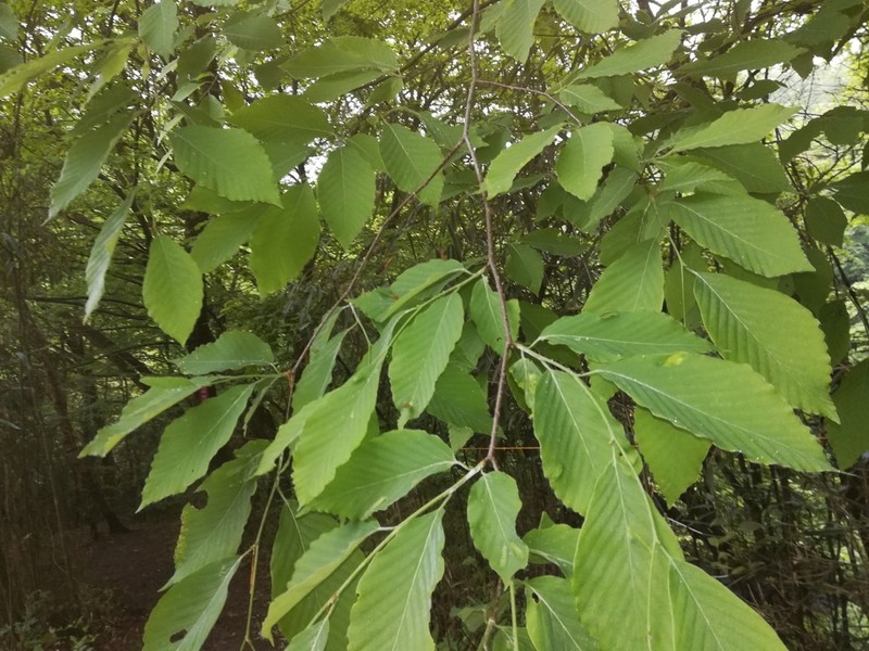Fagus engleriana photo 6