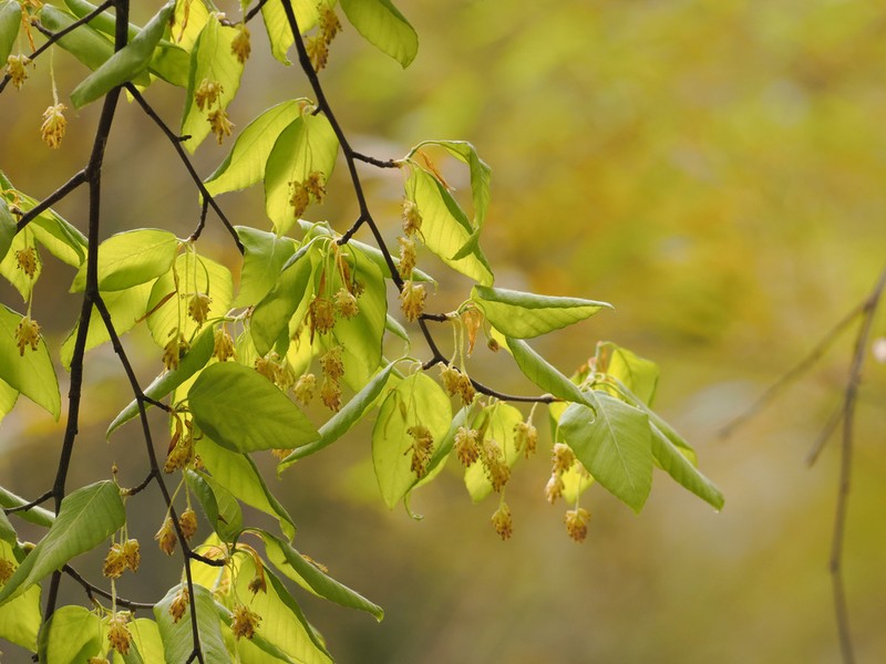 Fagus engleriana photo 7