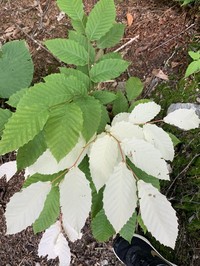 American Beech
