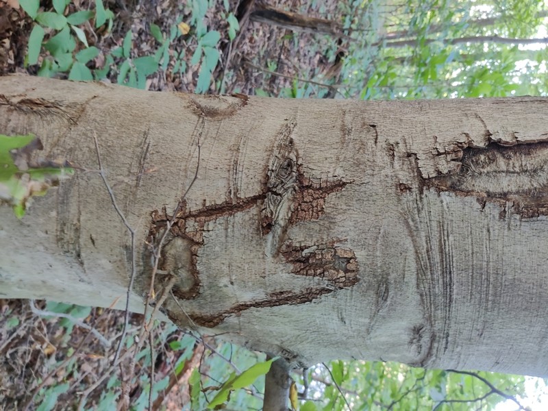 American Beech photo 2