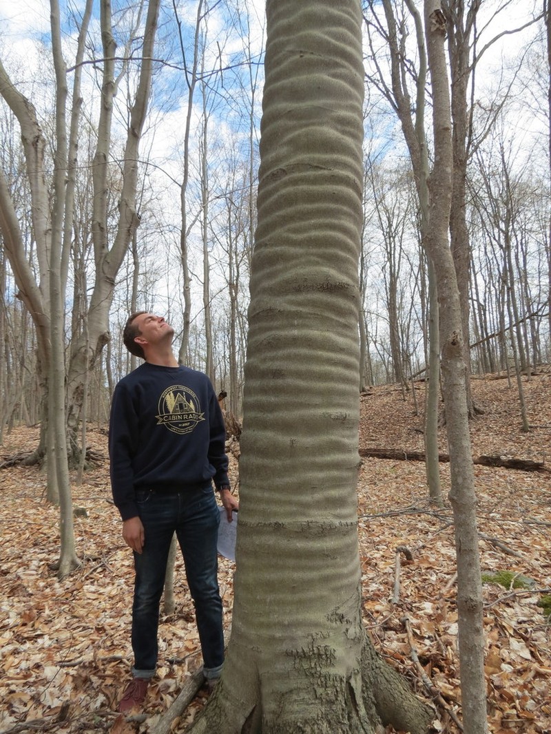 American Beech photo 3