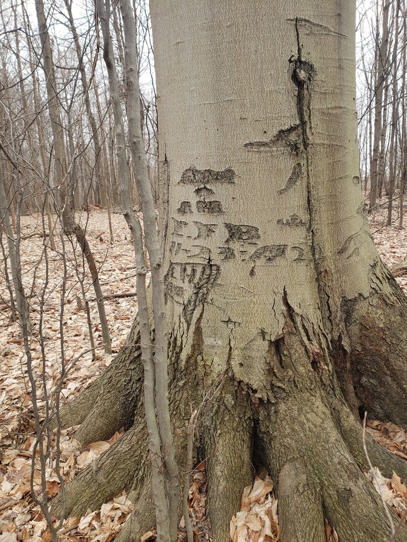 American Beech photo 6