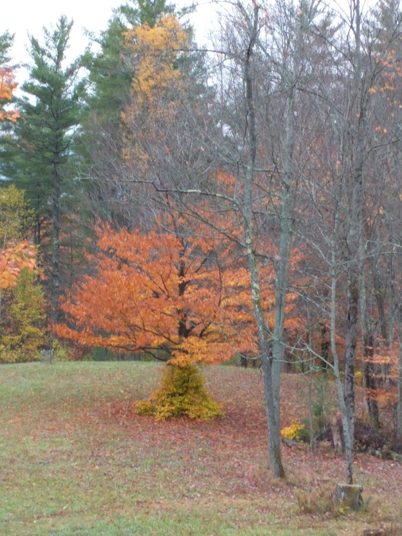 American Beech photo 7