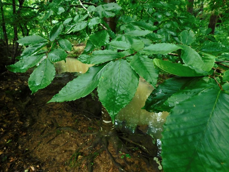 American Beech photo 8