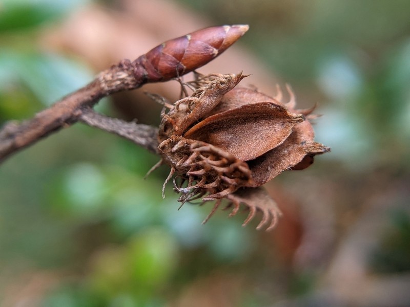 Fagus hayatae photo 2