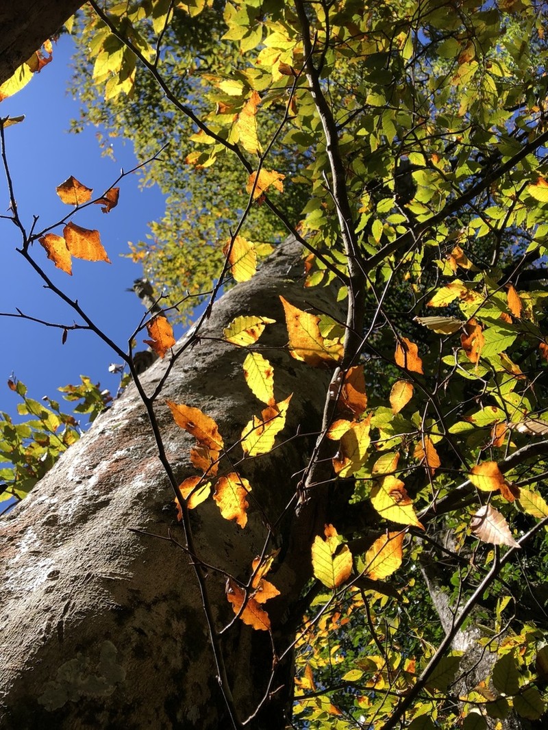 Fagus hayatae photo 3