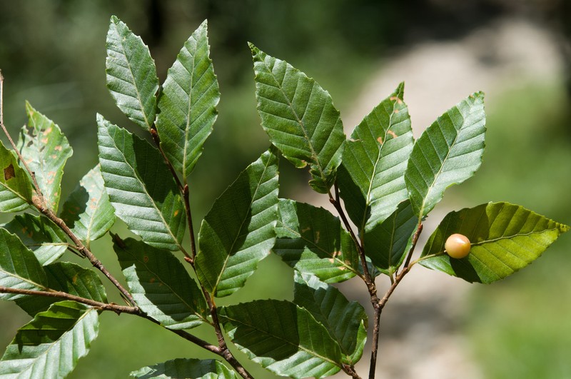 Fagus hayatae photo 4