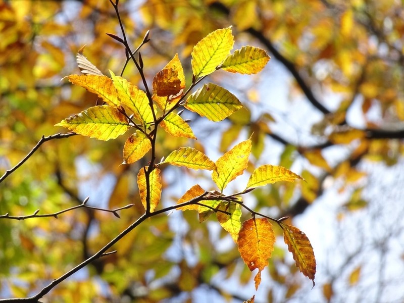 Fagus hayatae photo 5