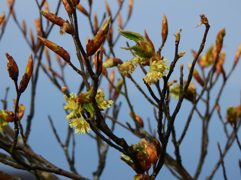 Fagus hayatae photo 6