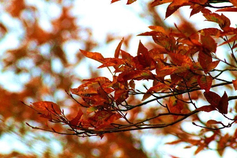 Fagus hayatae photo 7