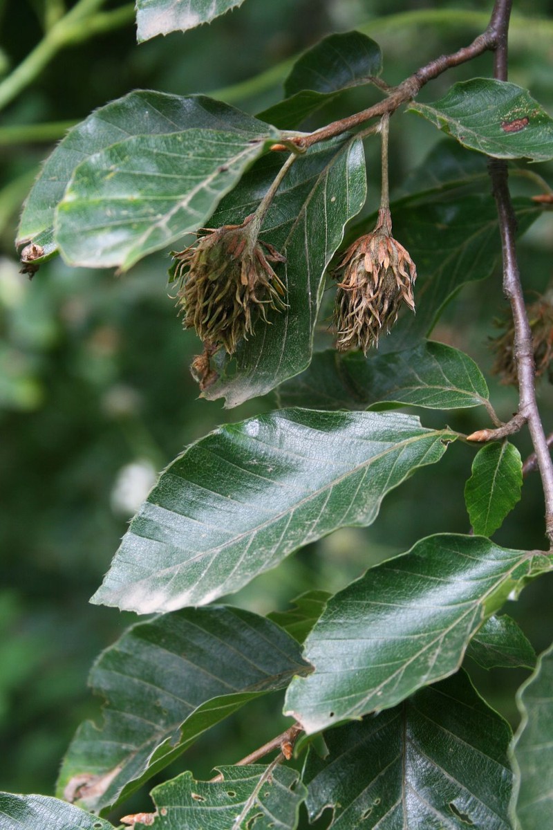 Fagus hohenackeriana
