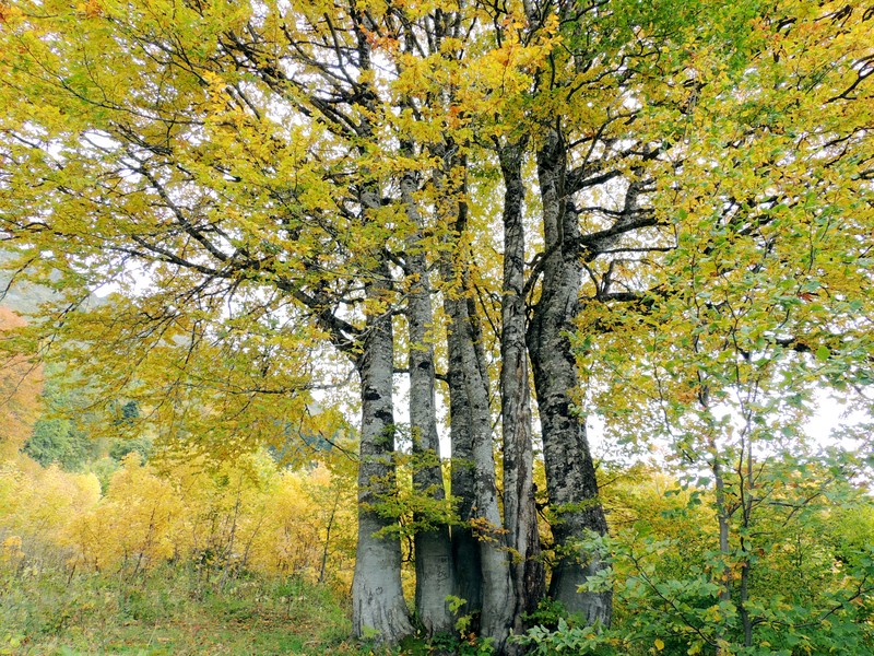 Fagus hohenackeriana photo 3