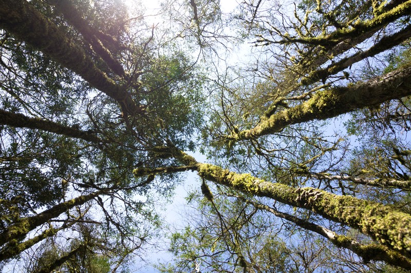 Fagus hohenackeriana photo 5