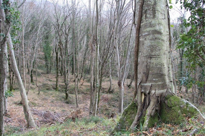Fagus hohenackeriana photo 7