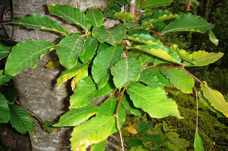 Fagus hohenackeriana photo 8