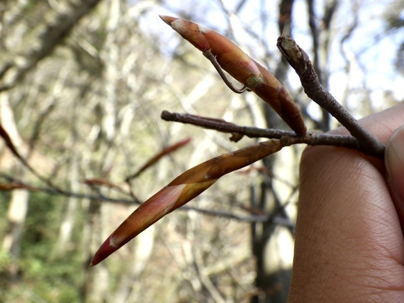 Fagus japonica photo 2