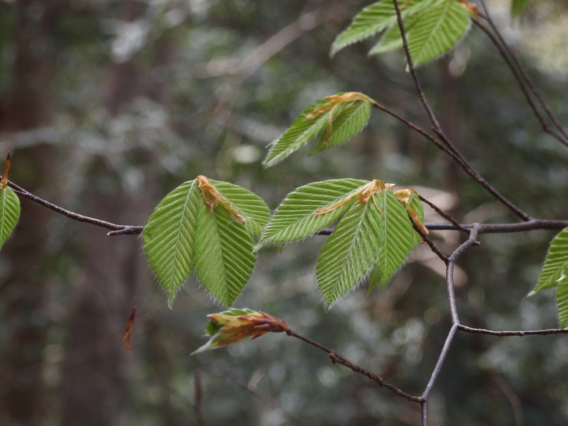 Fagus japonica photo 3