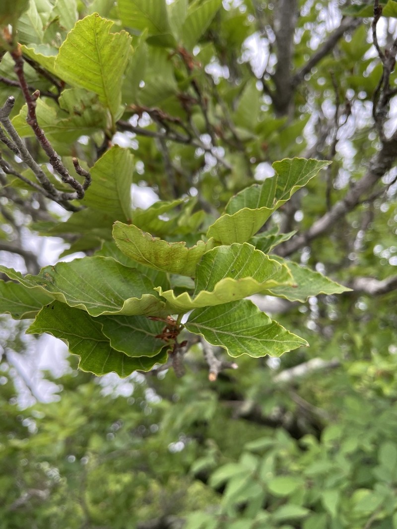Fagus japonica photo 4