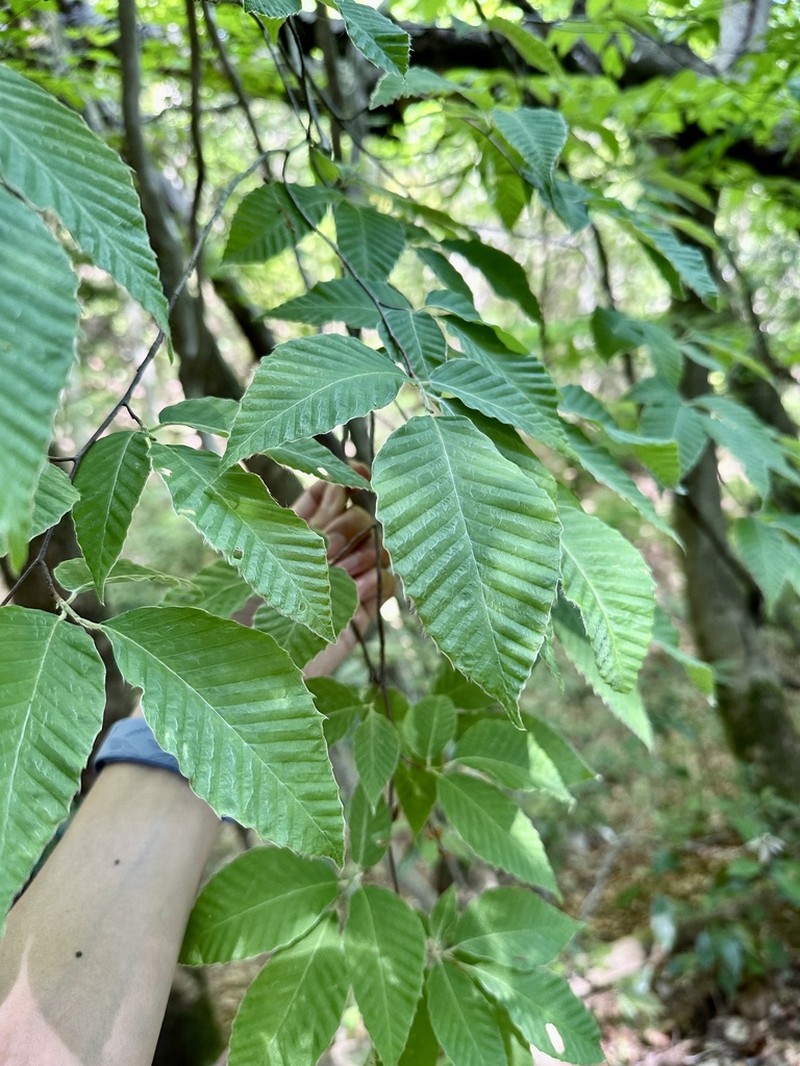 Fagus japonica photo 5