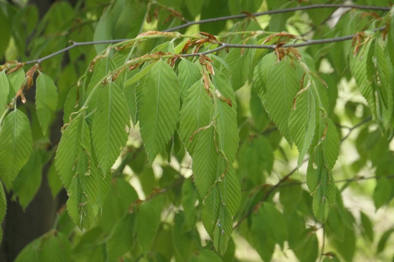 Fagus japonica photo 7