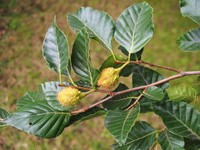 Fagus lucida