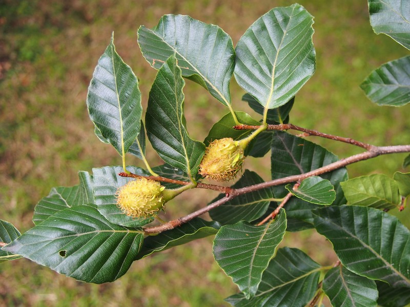 Fagus lucida