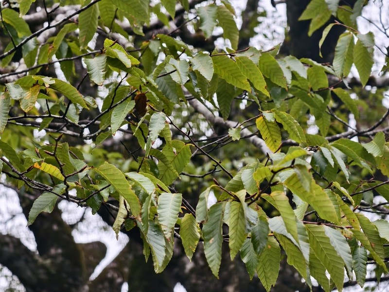 Fagus lucida photo 2