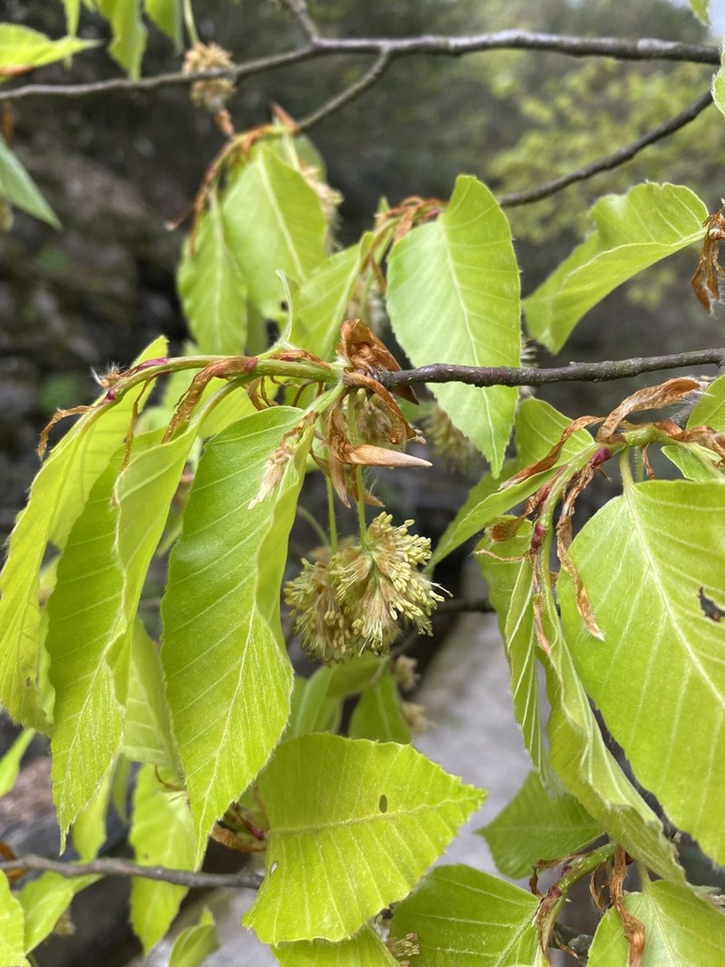 Fagus lucida photo 3