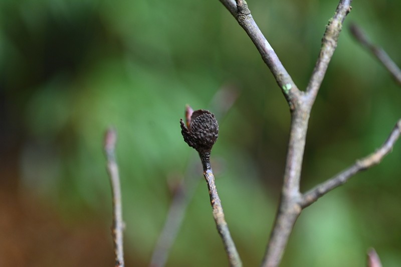 Fagus lucida photo 4