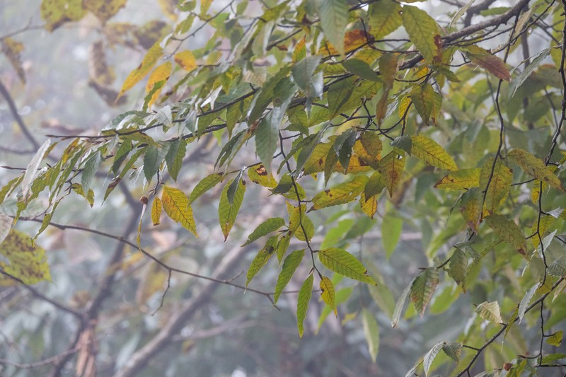 Fagus lucida photo 5
