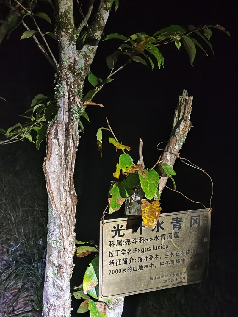 Fagus lucida photo 6