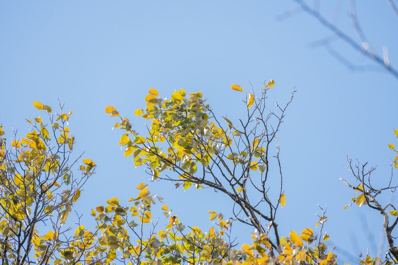 Fagus lucida photo 7