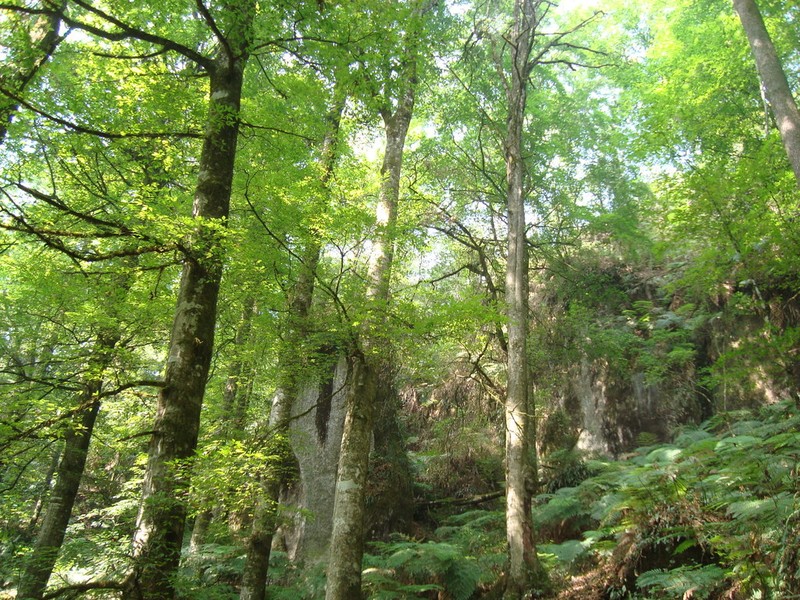 Fagus mexicana photo 2
