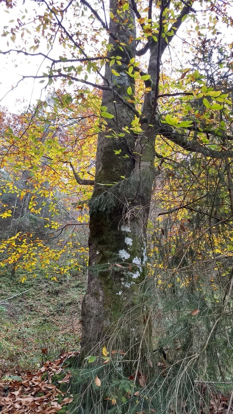 Fagus mexicana photo 3