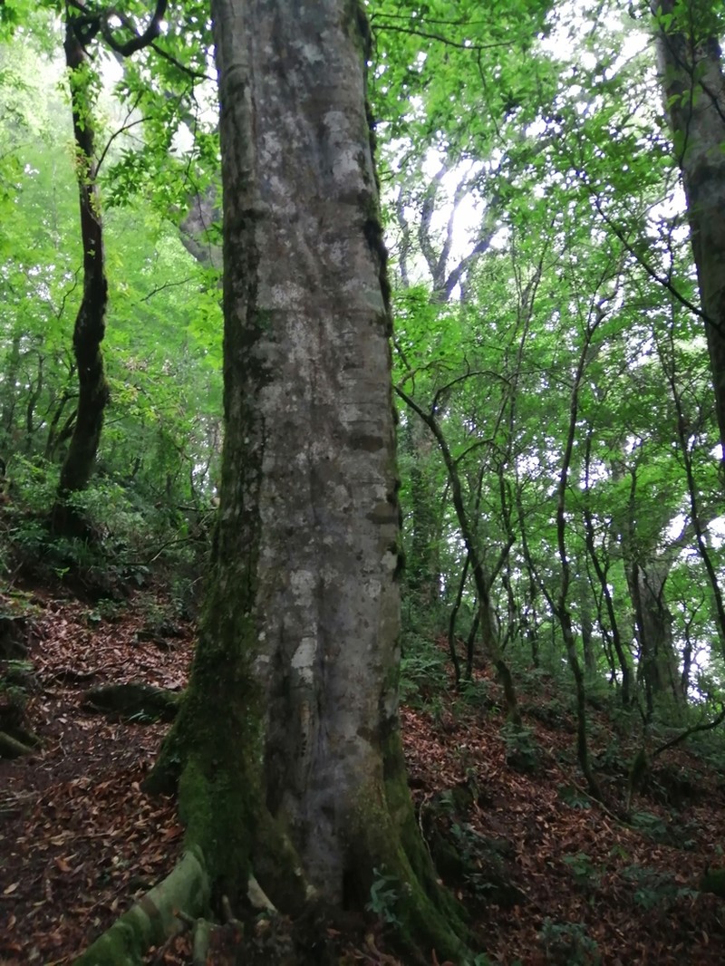 Fagus mexicana photo 4