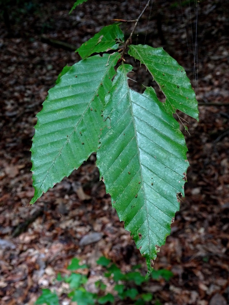 Fagus mexicana photo 5