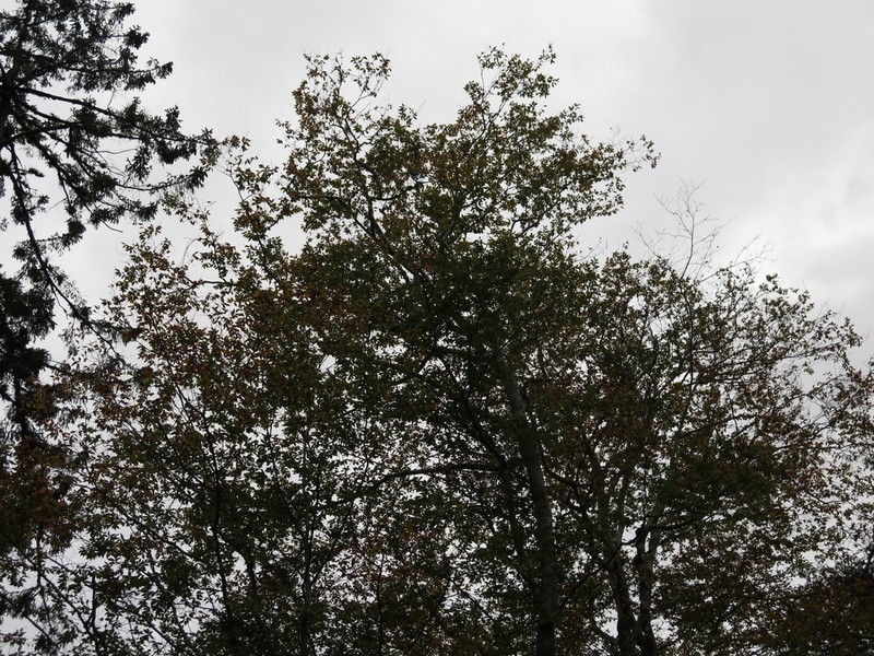 Fagus mexicana photo 6