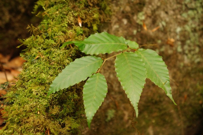 Fagus mexicana photo 7