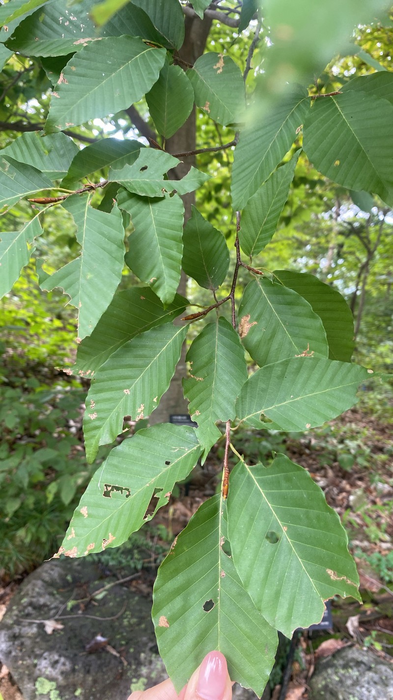 Fagus multinervis