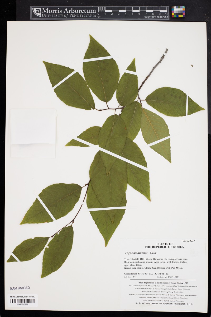 Fagus multinervis photo 2