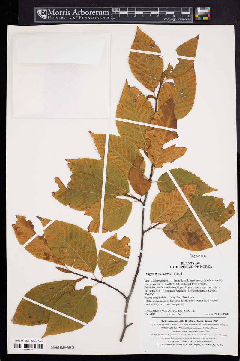 Fagus multinervis photo 3