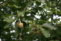 Fagus orientalis