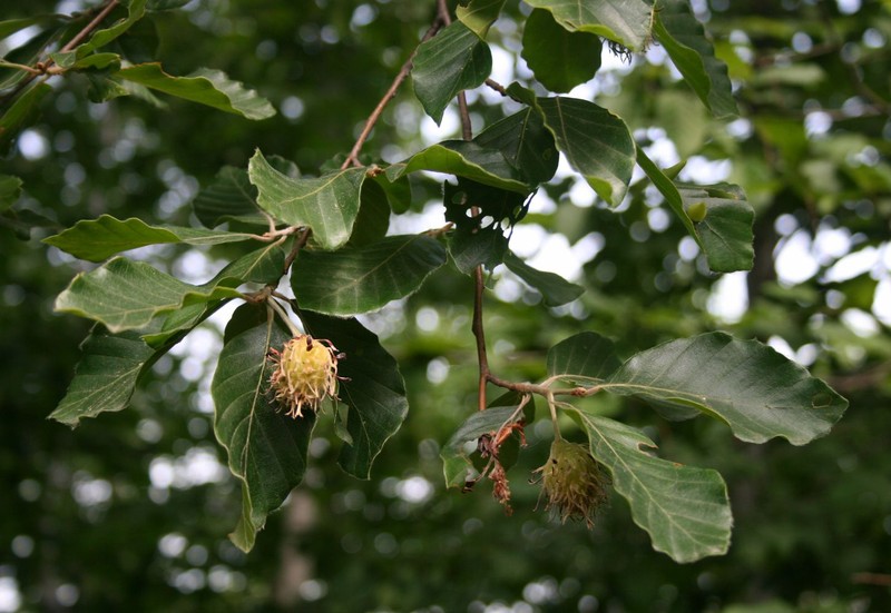 Fagus orientalis