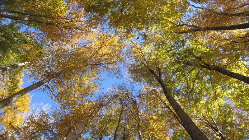 Fagus orientalis photo 2